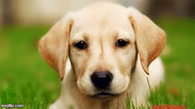 Tử vi 12 con giáp thứ bảy 2/5: Mùi tình duyên khởi sắc, Tuất lắm tài lộc