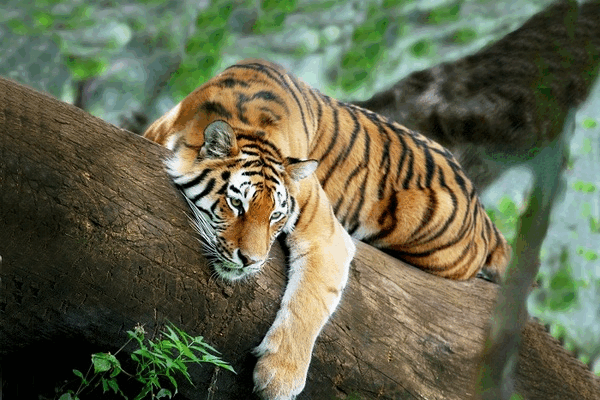 Tử vi 12 con giáp thứ bảy 12/2: Trâu gặp quý nhân, hổ sa sút đủ thứ