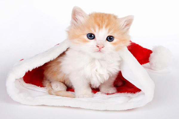 Tử vi 12 con giáp chủ nhật 27/6: Mèo đuối sức, Khỉ rủng rỉnh tiền bạc