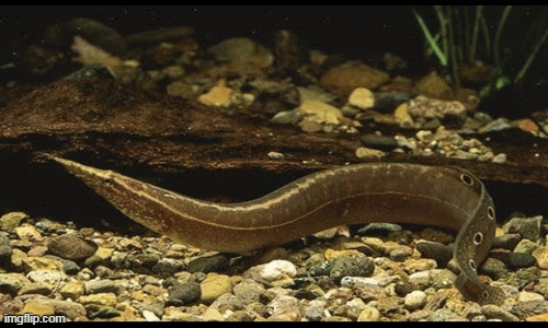 1001 thắc mắc: Chạch ăn gì mà sao nhả bọt lắm thế?