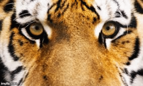 1001 thắc mắc: Mắt thú ăn thịt nằm phía trước mặt, sao mắt thú ăn cỏ lại nằm lệch hai bên?