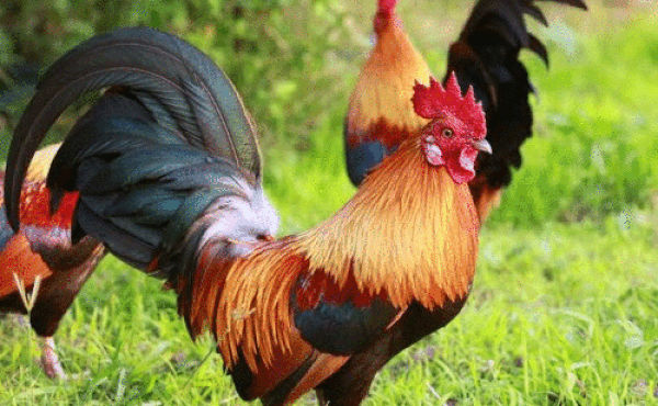 Tử vi 12 con giáp thứ bảy 12/12: Hợi suôn sẻ, Dậu phát tài