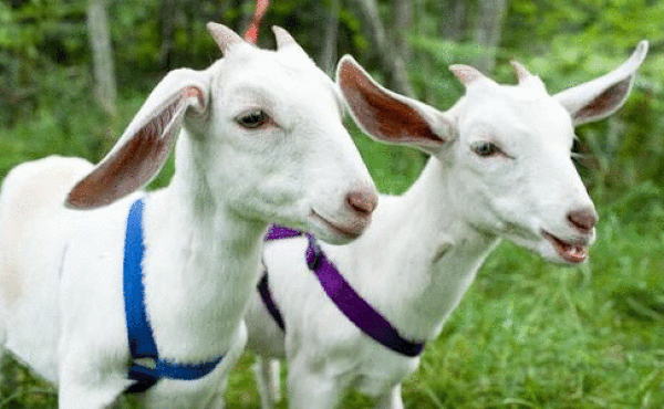 Tử vi 12 con giáp thứ bảy: Trâu hứng khởi, Dê gặp tranh chấp