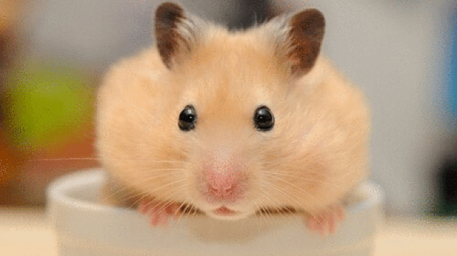 Tử vi 12 con giáp chủ nhật: Chuột hăng máu, Gà hành động