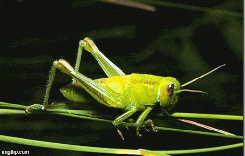 1001 thắc mắc: Máu của loài sinh vật đáng sợ trên thế giới có màu gì?