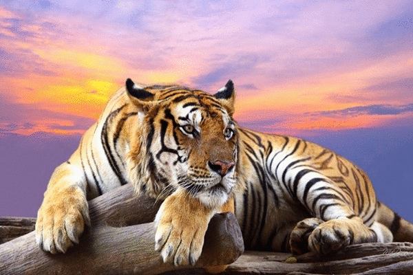 Tử vi 12 con giáp thứ bảy 3/7: Hổ tài vận vượng, Chó bị tiểu nhân rình rập