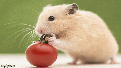 Tử vi 12 con giáp ngày 21/3: Tý gặp quý nhân, Ngọ chiến tranh lạnh