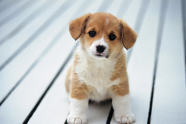 Tử vi 12 con giáp thứ bảy 9/1: Tý gặp tiểu nhân, Mùi đón tiền bạc