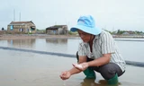 Mưa trái mùa xóa tan hơn 9.000 tấn muối ở Cà Mau, diêm dân xót xa