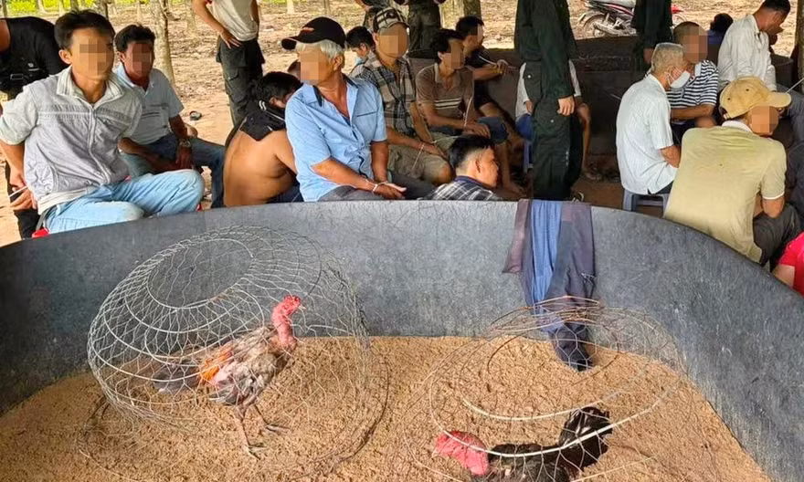 Hành trình phá sới đá gà, bắt 40 người giữa vườn cao su ở Tây Ninh