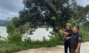 Quảng Ninh dùng 'mắt thần' bảo vệ những cánh rừng