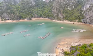 Liên tiếp phát hiện nuôi thủy sản trái phép trên vịnh Hạ Long