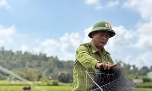 Quảng Ninh gỡ lưới, tháo cọc bảo vệ chim di cư