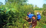 Sinh vật ngoại lai lan rộng: Nguy cơ mất rừng, nghẽn sông, đe dọa an ninh sinh thái