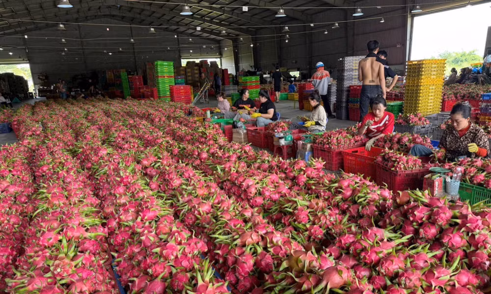 Giá thanh long 'lao dốc không phanh' 
