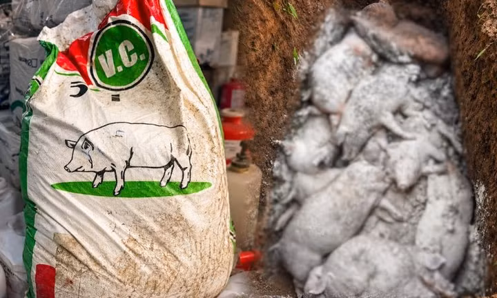 Hé lộ thủ đoạn nuôi heo vỗ béo ở một số trang trại phía Nam