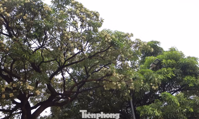 Hà Nội yêu cầu cắt tỉa ngay hoa sữa vì mùi quá nồng