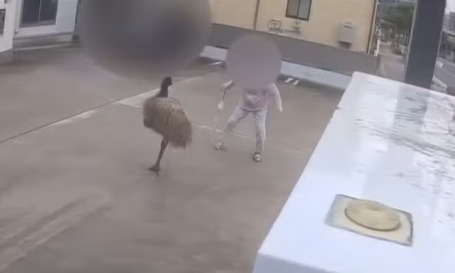 Đây là chú đà điểu đang gây 'náo loạn' nước Nhật