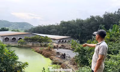 Lắp hệ thống bơm, xả chất thải không qua xử lý, trại heo bị phạt 70 triệu đồng