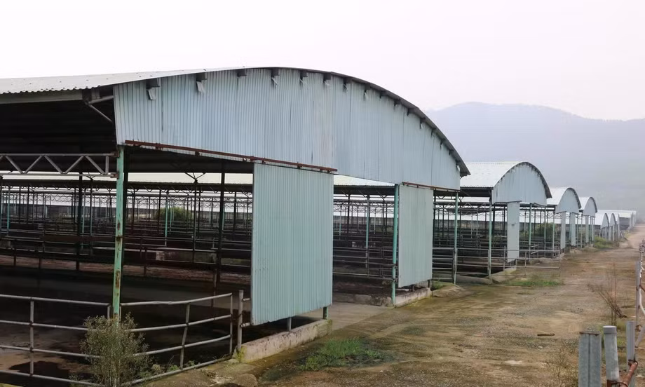 Đấu giá, thu hồi nợ 'siêu dự án' chăn nuôi bò ở Hà Tĩnh