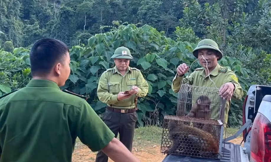 Thả khỉ vàng và khỉ mặt đỏ quý hiếm về rừng