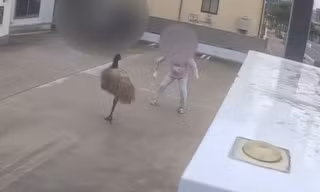 Đây là chú đà điểu đang gây 'náo loạn' nước Nhật