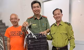 Phát hiện cá sấu 'đi dạo' trong sân nhà dân ở TPHCM