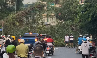 Cây si bất ngờ đổ ngang đường, giao thông TPHCM tê liệt