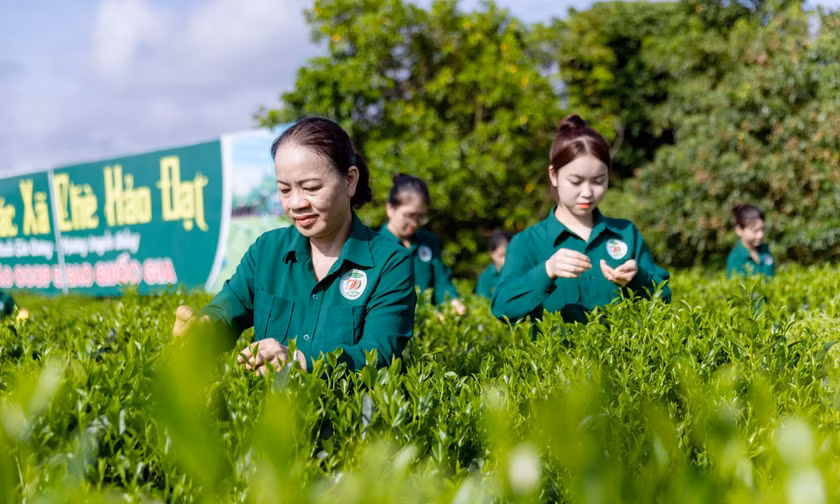 Mô hình 'Hợp tác xã xã hội chủ nghĩa' ở Thái Nguyên có gì đặc biệt? 