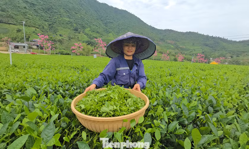 Tận thấy mô hình Hợp tác xã Xã hội chủ nghĩa 