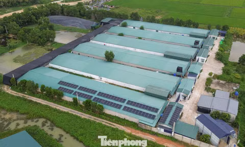 Trang trại vịt 30.000 con nhiều năm gây ô nhiễm