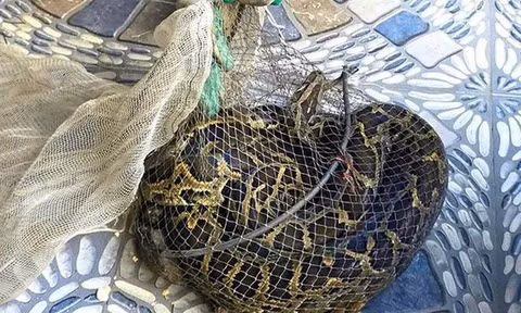 Đi thăm đồng, người đàn ông Hà Tĩnh bắt được trăn đất nặng 9kg