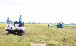 Biến đổi khí hậu gây thiệt hại khoảng 2,4 tỷ USD mỗi năm cho ĐBSCL. Dự án GORICE thúc đẩy sản xuất lúa phát thải thấp, bền vững và thích ứng khí hậu.