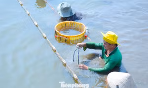 Ngành tôm cần đổi mới mô hình sản xuất, giảm phát thải, nâng cao hiệu quả tài nguyên để đáp ứng yêu cầu thị trường quốc tế và phát triển bền vững.