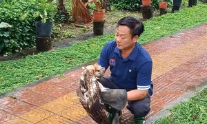 Người dân Vĩnh Long phát hiện chim Ó cá bị thương và đã tự nguyện bàn giao cho cơ quan chức năng để bảo vệ loài quý hiếm này.