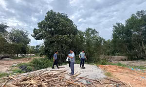 Thanh tra chỉ ra hàng trăm ha đất rừng tại Phú Quốc bị lấn chiếm