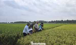 Gạo phát thải thấp: Tuyệt đối tránh 'con sâu làm rầu nồi canh' 