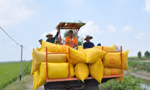  Vùng lúa sinh thái Tràm Chim: Gìn hệ sinh thái và bảo đảm sinh kế cho người dân
