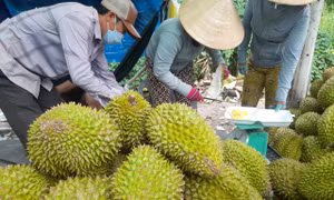 Sốt ruột vì giá sầu riêng