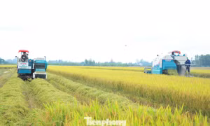Thu hoạch lúa trên cánh đồng Đề án 1 triệu ha lúa chất lượng cao phát thải thấp vùng ĐBSCL.