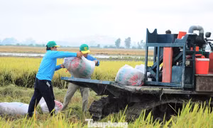 Giá lúa giảm mạnh, nông dân đứng ngồi không yên 