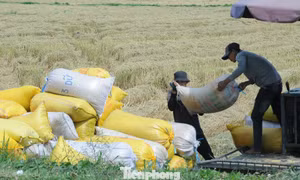 Philippines dừng nhập khẩu, Bộ Công Thương đề nghị doanh nghiệp mua lúa cho dân 