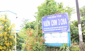 Sau lời khẩn cầu, sở ngành Vĩnh Long tìm cách bảo vệ vườn chim Hai Chìa
