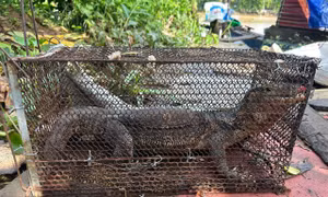 Làm vườn thấy kỳ đà quý hiếm nên bắt giao công an