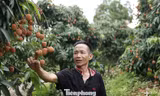 Cây vải thiều giúp nhiều người dân xã Phúc Hòa thoát nghèo bền vững, làm giàu.