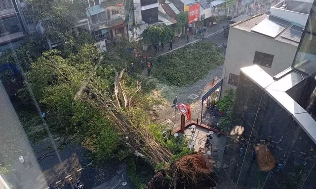Một nam ca sĩ thoát chết trong gang tấc khi cây cổ thụ ở TPHCM đổ sập vào ô tô