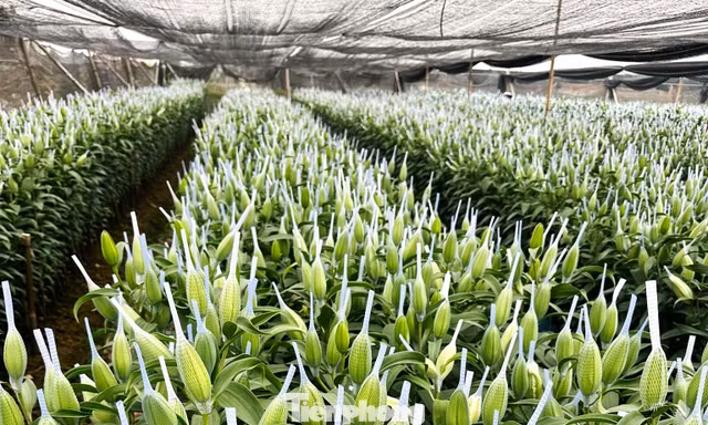Hoa tươi 28 Tết: Tuyết mai giá mềm, ly kép tăng phi mã