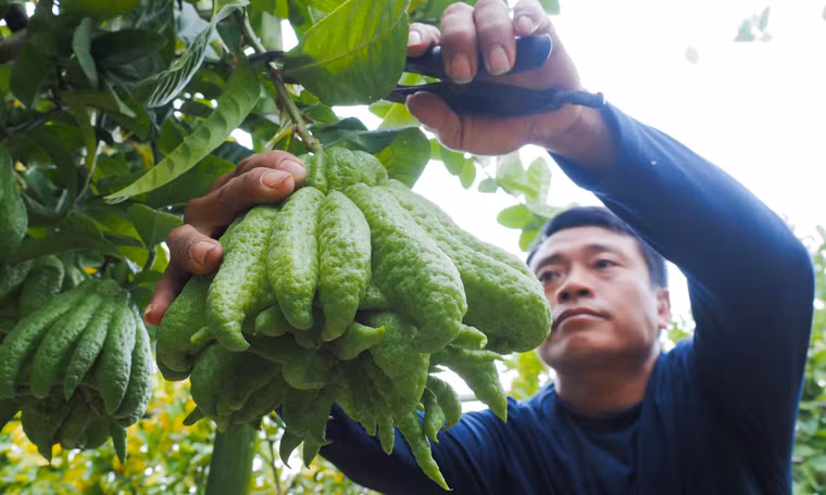 Làng trồng phật thủ ở ngoại thành Hà Nội rộn ràng vào vụ Tết Giáp Thìn