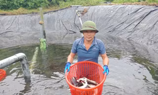 Người đàn ông Sán Chỉ đổi đời nhờ nuôi loài ‘cá quý tộc’