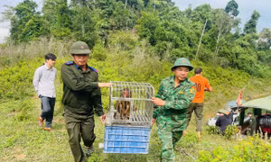 Cận cảnh nhiều loài động vật quý hiếm được thả về rừng
